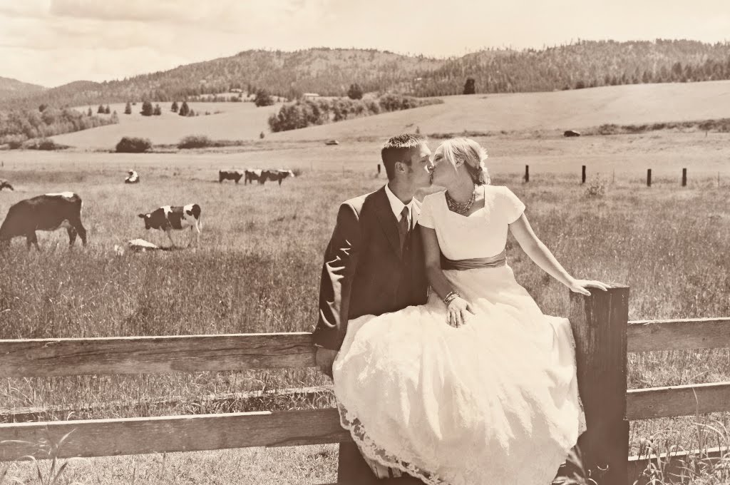 wedding-cows-heartlandboost